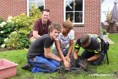 Ontspoorde kangoeroe bij Staphorst met lasso gevangen
