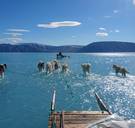 Deze foto van sledehonden in Groenland toont een intrieste realiteit