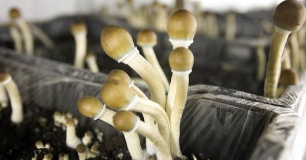 Smartshops Eindhoven Leven Paddoverbod Na Eindhoven Ed Nl