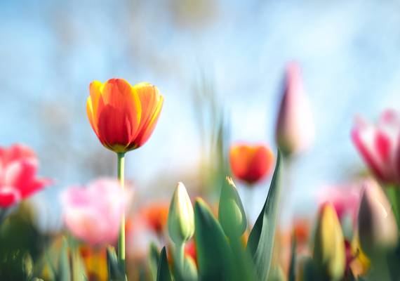 Krijgen we eindelijk een nationale bloem? Als het aan déze verkiezing ligt wel