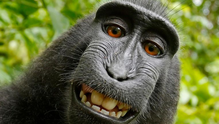 Aap klaagt fotograaf aan voor het auteursrecht van zijn wereldberoemde  selfie | De Volkskrant