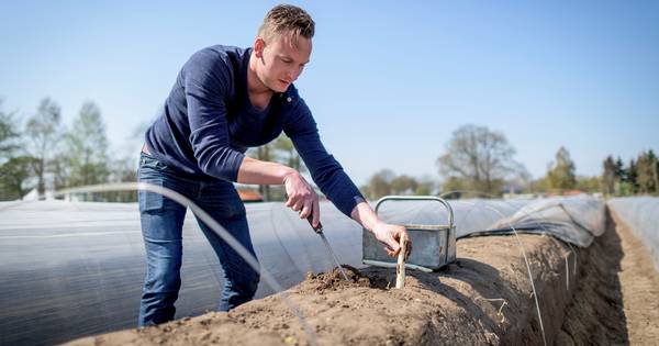 Twentse aspergetelers uitverkocht: 'Deze gekte nog nooit meegemaakt' - Tubantia