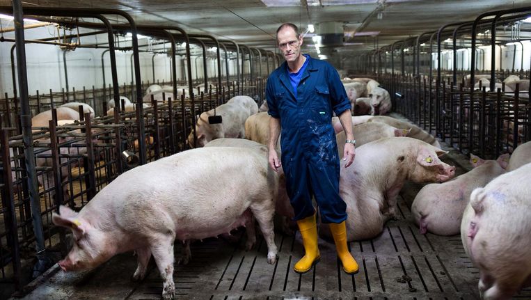 In Duitsland kreeg hij een beroepsverbod, hier verbrandden zijn varkens. Wie is hij? - Volkskrant