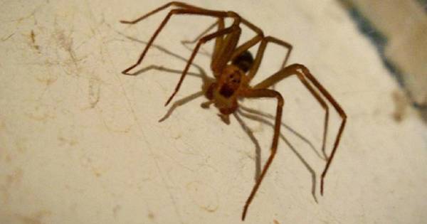 Un Belge mordu par une araignée violoniste: "Cela pouvait mener à une amputation" | Belgique ...
