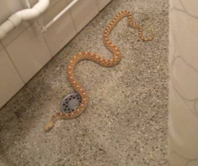 Bewoonster treft slang in douchebak: ‘Ik stond te trillen op mijn benen’