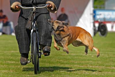 PvdD kaart mishandeling van politiehonden aan