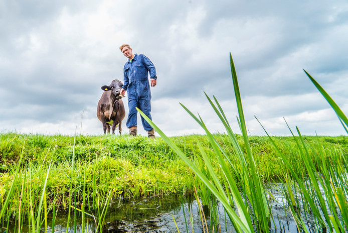 Dirk Gravesteyn in zijn weiland met een koe.