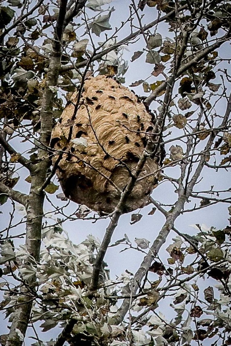 nest-aziatische-hoornaar-gespot-met-drone-brugge-regio-hln