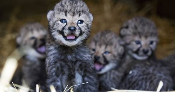 Burgers' Zoo roept mensen op: Kom zondag vooral niet - AD.nl