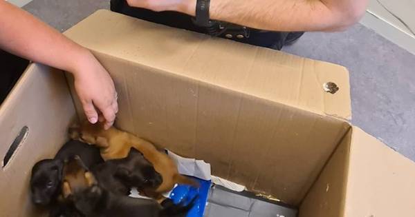 Tien gestolen puppy's teruggevonden in gemeente Heusden, moederhond Luna (3) met grof geweld gedood 