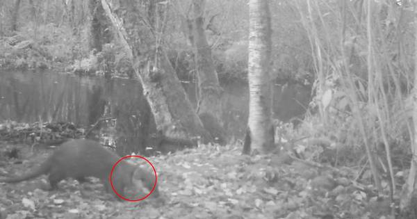 Zeldzame jonge otter heeft ring van zwerfafval om nek: ‘Nog maar de vraag of hij dit overleeft’