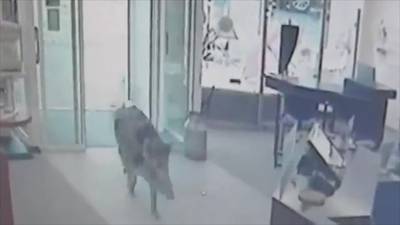 Duits dorpje geteisterd door wilde zwijnen