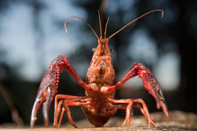 Rivierkreeft en Duizendknoop zorgen voor miljoenenschade