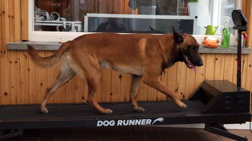 Weegt je viervoeter kilootje te veel? In deze fitness kan je hond op de loopband