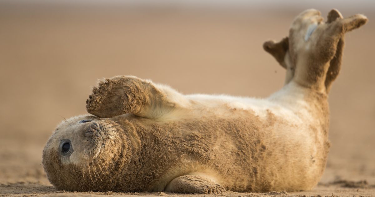 Een strand exclusief voor zeehonden in