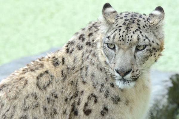 Snow Leopards and Friends
