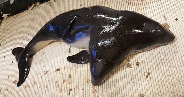 Bruinvis met twee koppen aangetroffen in visnet bij Stellendam - AD.nl