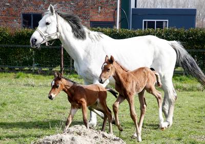 Natuurwonder: merrie brengt gezonde paardentweeling ter wereld