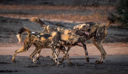 Zoals de Odyssee: drie Afrikaanse wilde honden hebben verder gereisd dan eender welk zoogdier ooit