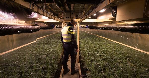 Wietplantage met straatwaarde van 2 ton opgerold in hartje Vorden