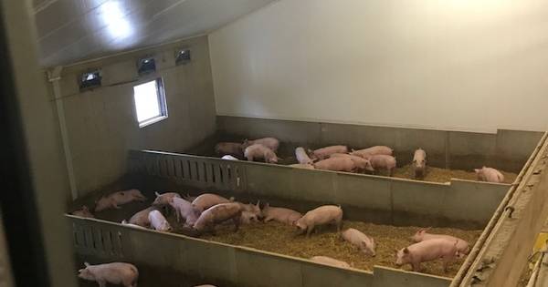 Wroetvarkens in Saasveld krijgen de ruimte, en dat proef je