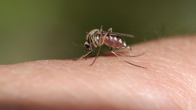 Waarom je een mug niet ziet wegvliegen nadat ze je prikte