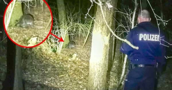 Watervlugge kangoeroe ontsnapt aan Duitse hulpdiensten | Achterhoek - Tubantia