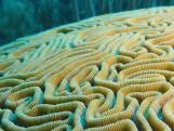 Un magnifique corail cerveau filmé au Honduras