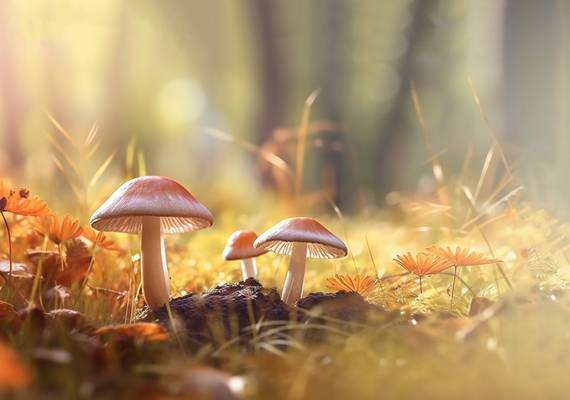 De astronomische herfst is begonnen en je gaat het merken aan het weer
