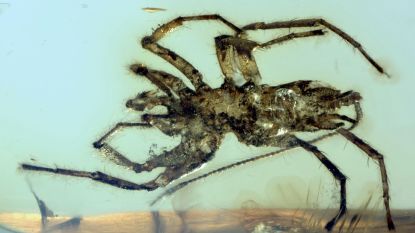 Miljoenen jaren oude spin had een staart