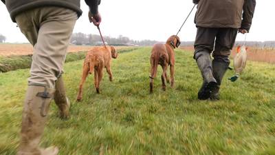 Deze honden zijn in de race voor de titel van Beste Hond van 2017