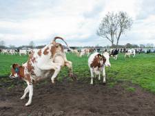 Boeren zetten deuren koeienstal open