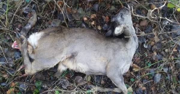 Dit moet je doen als je een wild dier aanrijdt (blog) - PZC
