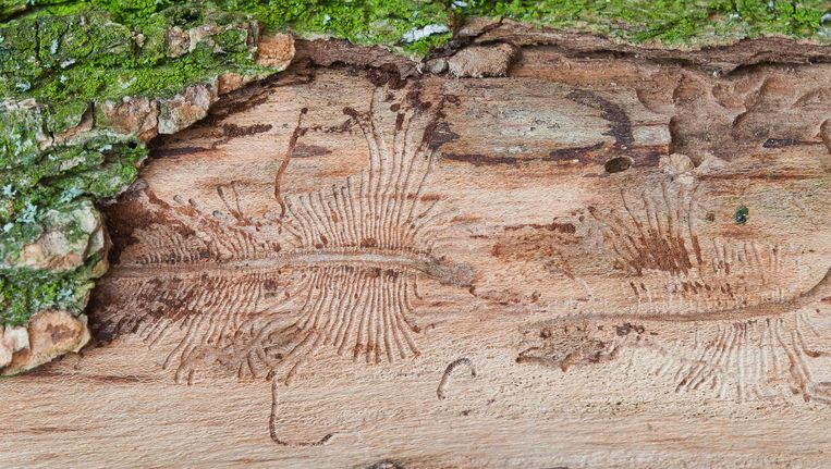 Amsterdamse aanpak iepenziekte werpt vruchten af | Het Parool