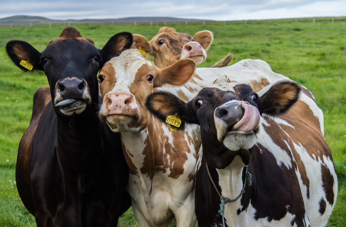 Jaarlijks belanden er 500.000 dieren op ons bord.