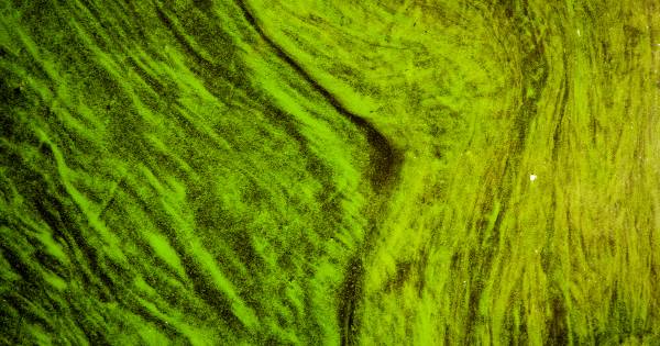 Zwemmen in buitenwater is overal weer veilig, behalve bij de camping in Aalst