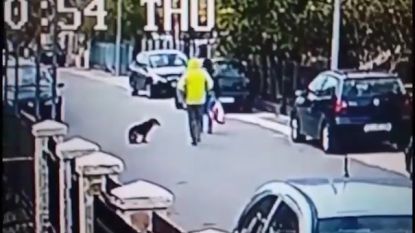 Heldhaftige straathond redt vrouw en bijt overvaller in achterwerk