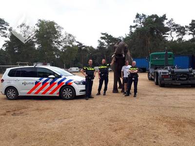 Olifant banjert Ommense tuin binnen: 'Hij vrat aan onze perenboom'