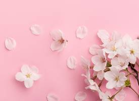 3 tips om je bloesemtakken prachtig te laten bloeien