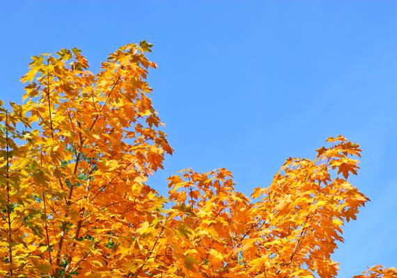 De meteorologische herfst is begonnen, maar daar merk je dit weekend niets van