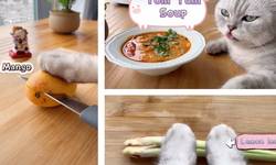 Schattige kat gaat viraal op TikTok met ... zijn kookkunsten