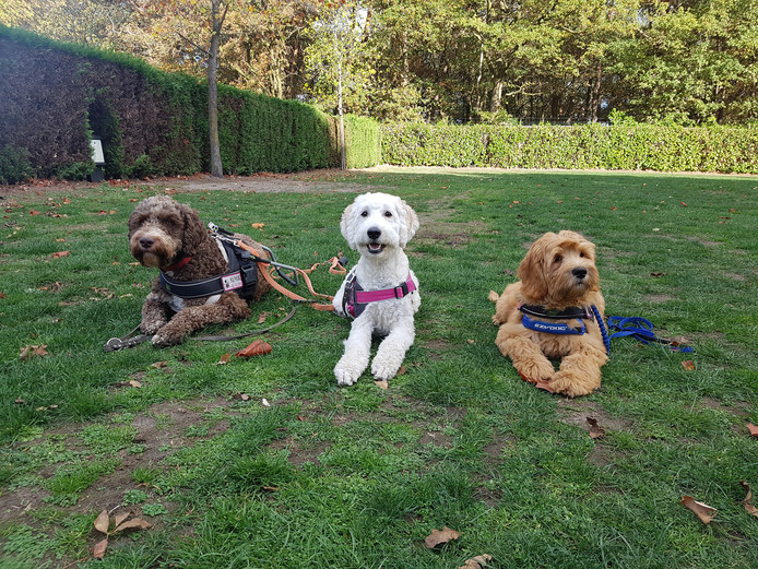 Schoolhulphonden Charlie, Biscuit en Meester Doedel.