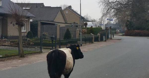 Loslopende stier wandelt uren door Dreumel