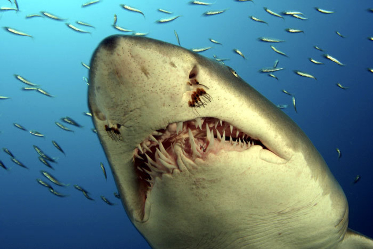 Man gedood door haai in Australië