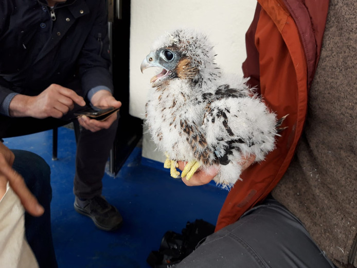 Een geringde jonge slechtvalk in de TenneT toren in Arnhem: een vrouwtje van 1 kilo van 5 weken oud.