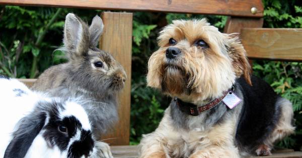 Huisdieren kunnen snel oververhit raken, vooral oppassen bij honden en konijnen - BN DeStem