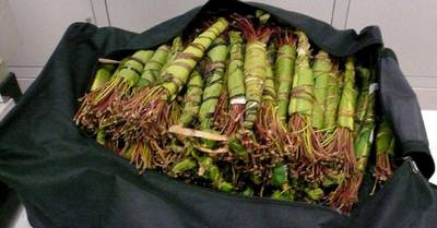 Smokkel van ruim 100 kilo khat kost Nederlanders flink wat duiten
