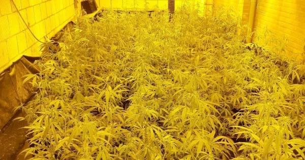 Hennepkwekerij met 400 planten aangetroffen in Lobith