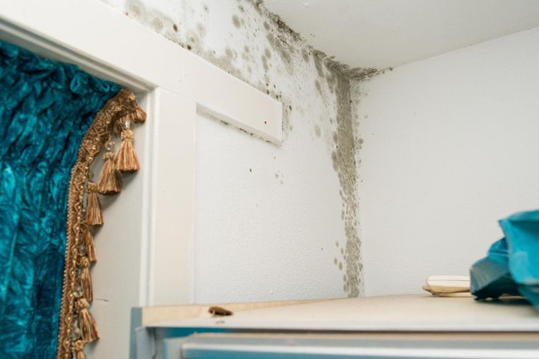 Schimmel In Huizen Is Hardnekkig De Kinderen Worden Ziek Het Parool