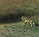 ‘Wolf August bijt kangoeroe dood in Antwerpse Kempen’ 